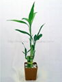 flower lucky bamboo(Dracaena sanderiana) plant for Indoor Decoration 5