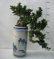 Chinese Ficus Microcarpa Bonsai for sale 2