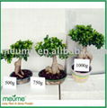 Chinese Ficus Microcarpa Bonsai for sale 4