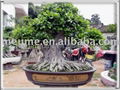 Chinese Ficus Microcarpa Bonsai for sale 5