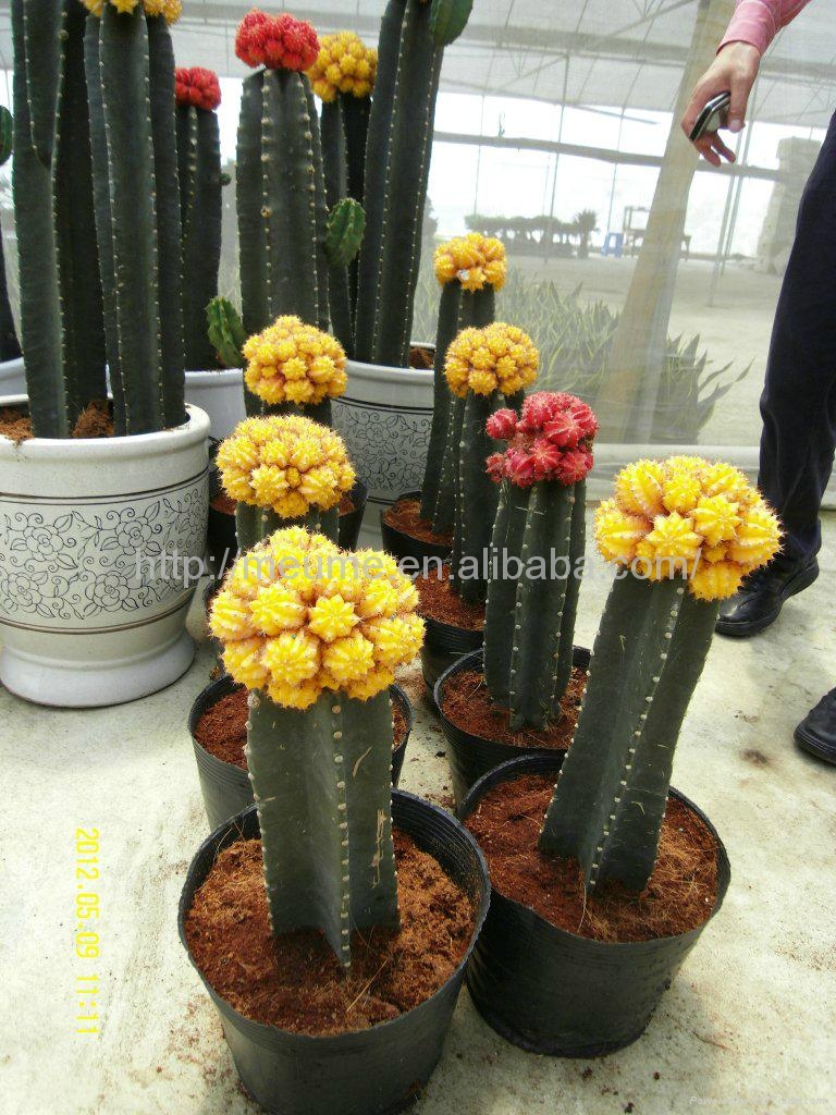 Mini Indoor Tropical Succlent Plants Cactus Product Catalog China