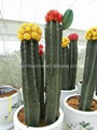 Mini Indoor Tropical Succlent Plants Cactus 5