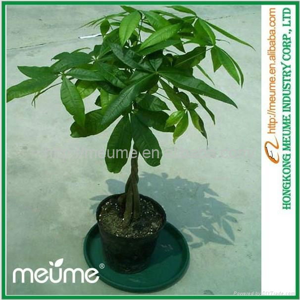 Mini 5 Braided Money tree (Pachira) House Plants 