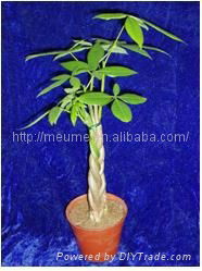 Mini 5 Braided Money tree (Pachira) House Plants  2