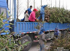 东胜苗木艺场