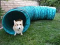 Dog tunnel 1