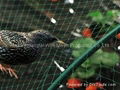 Anti-Bird Netting 2