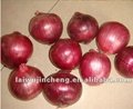Fresh Onion 2