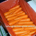 Fresh carrot 3