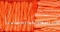 Fresh carrot 4