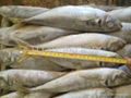 Horse mackerel 1