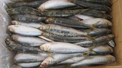 Sardine