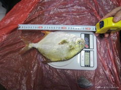 Golden Pomfret