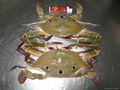 Three Spot Crab