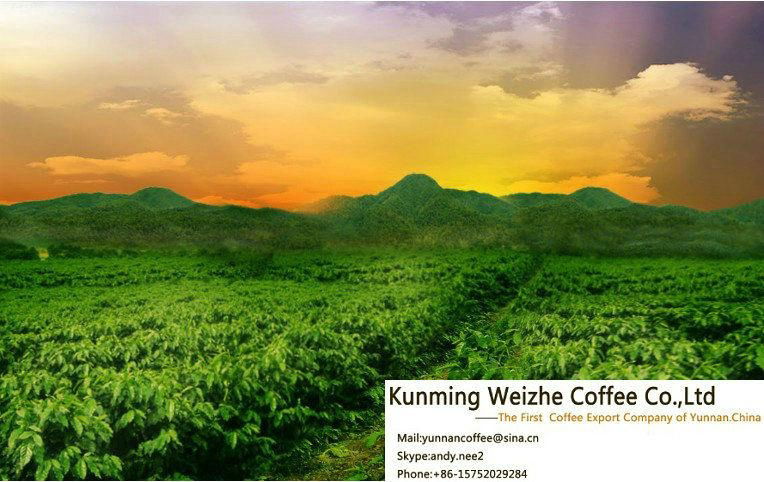 Provide the Better Coffee Beans From China