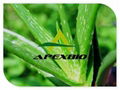 Aloe Vera Extract Powder 1