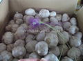 Jinxiang Normal White Garlic 10kg carton