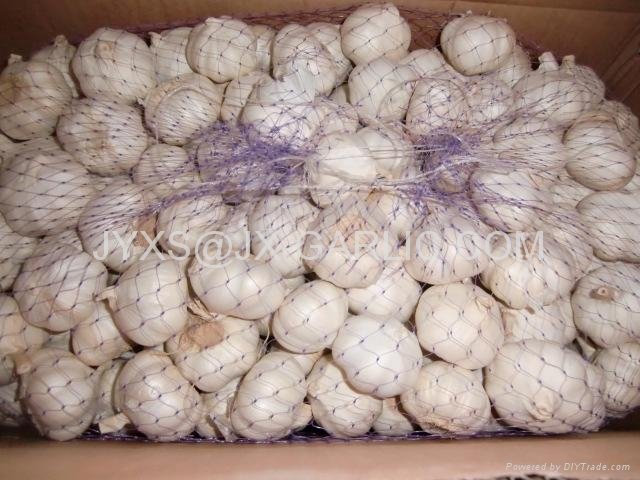 Jinxiang Purel White Fresh Garlic 10kG carton Packing*