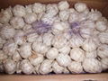 Jinxiang Purel White Fresh Garlic 10kG carton Packing* 1