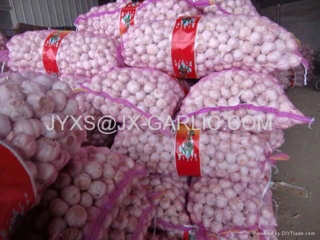Jinxiang Normal White Garlic 20KG mesh bag packing*