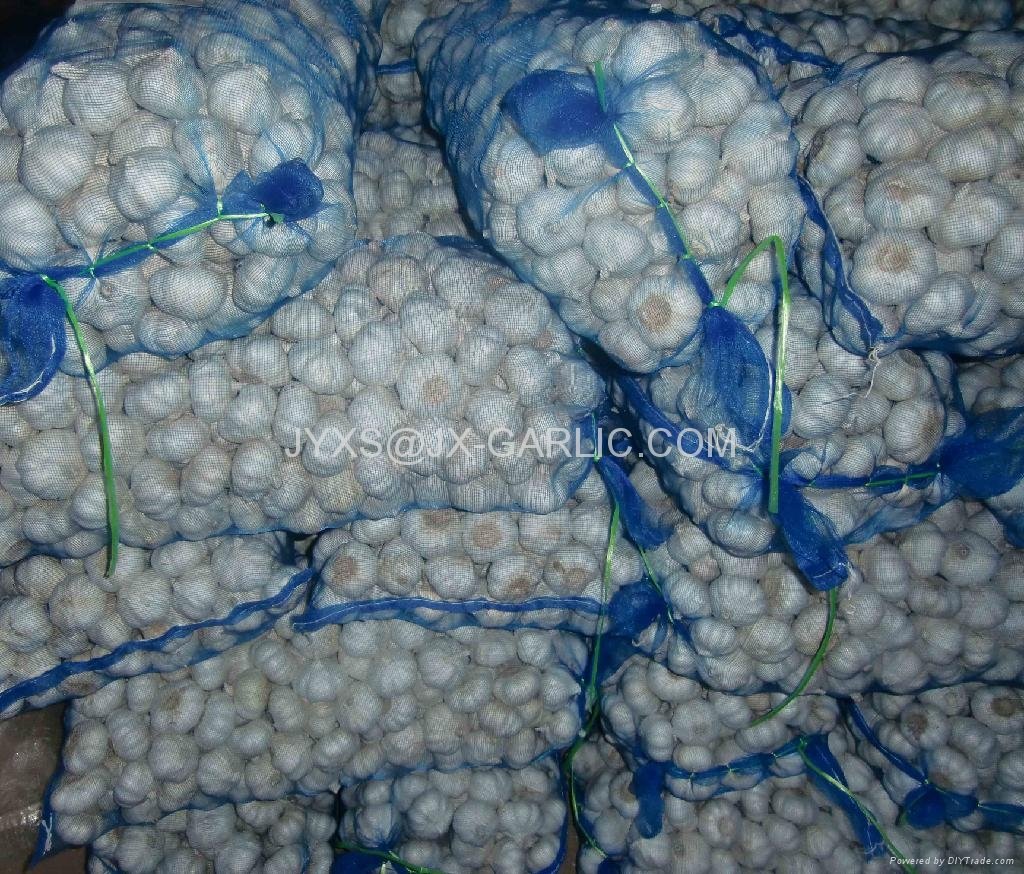 Jinxiang Purel White Garlic 10KG mesh bag packing*