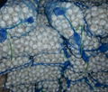 Jinxiang Purel White Garlic 10KG mesh