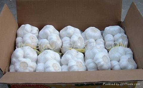 Pure White Garlic 500g/mesh bag, 10kg/carton