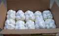 Pure White Garlic 500g/mesh bag, 10kg/carton 1