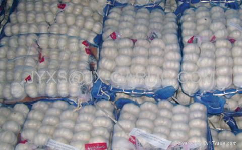 Pure White Garlic 250g/mesh bag, 5kg/mesh bag*