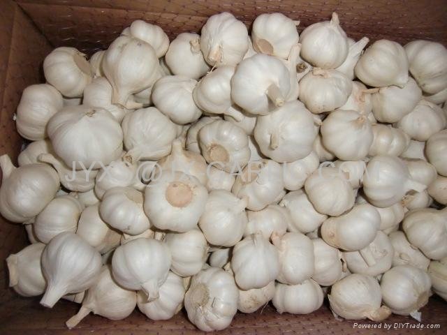 Jinxiang Fresh Pure White Garlic*
