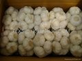 Jinxiang Fresh Pure White Garlic 500g/mesh bagX20*