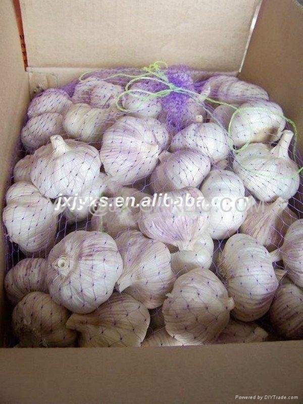  Jinxiang Fresh Normal White Garlic 20kg carton bag*