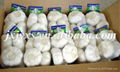 Jinxiang Pure White Garlic 500gX20