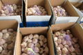 Jinxiang Fresh Normal White Garlic 10kg per carton packing* 1