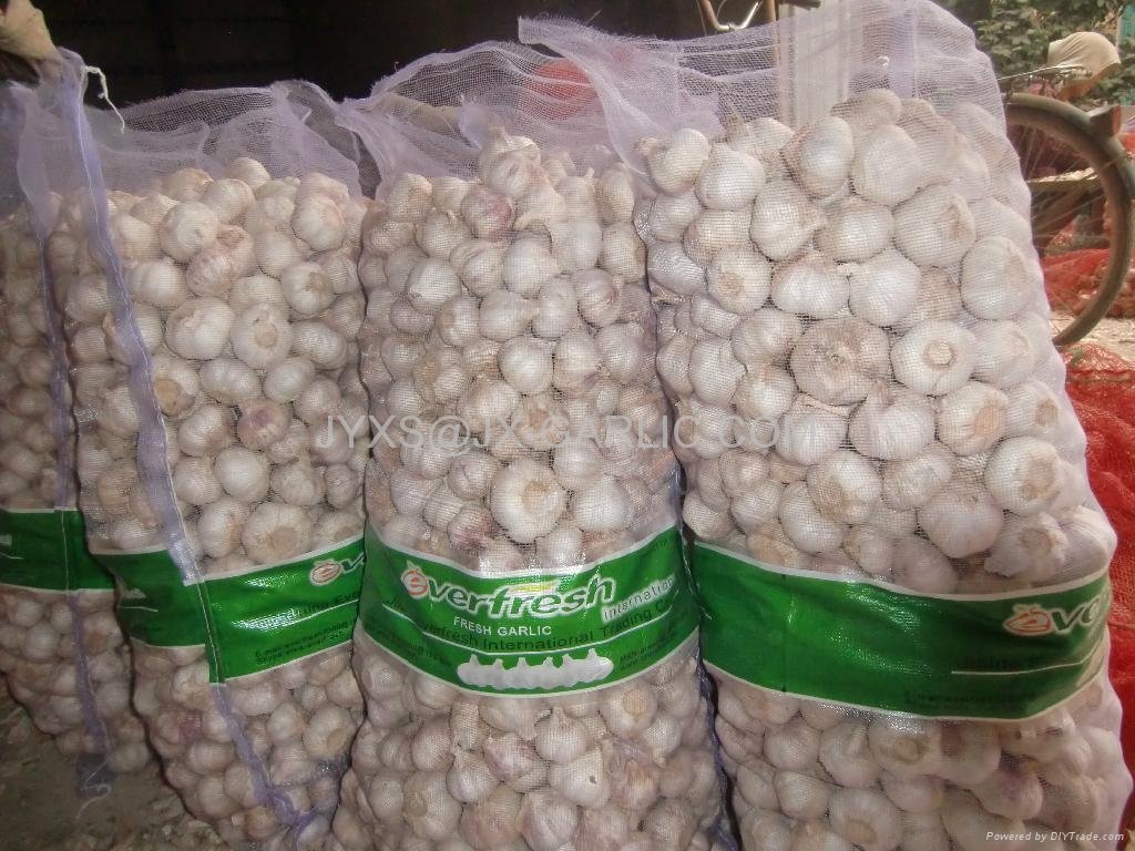 Jinxiang Fresh Red Garlic 20kg mesh bag*