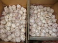 Jinxiang Fresh Normal White Garlic 10kg/carton* 1