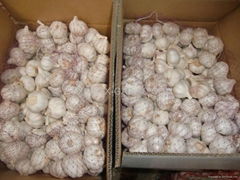 Jinxiang Fresh Normal White Garlic 10kg/carton*