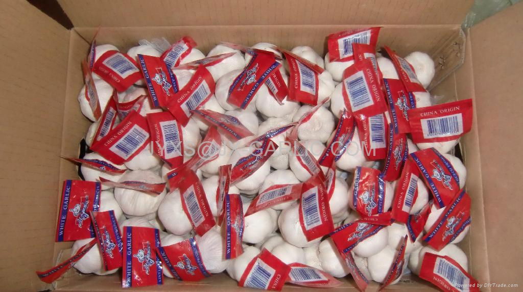 Normal White Garlic 3pc/mesh bag packing*