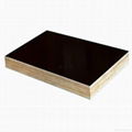 915*1830mm /1220*2440mm plywood Brazil 2