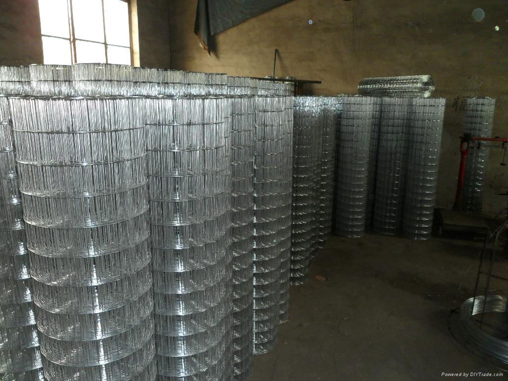 Specialized Galvanized Welded Wire Mesh 5