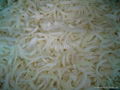 frozen onion slices 1