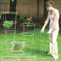 Tomato cage plant Support|Wire Garden Tomato Cages Plant Support|Flower Plant  2