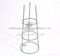 Tomato cage plant Support|Wire Garden Tomato Cages Plant Support|Flower Plant  1