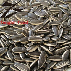 2012 Low-price Sunflower Seeds 5009