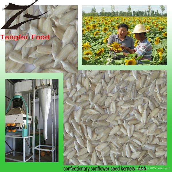 Low-price Organic Confectionary Sunflower Seed Kernels  2