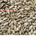 Bakery Sunflower Seed Kernels 1