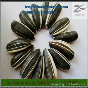 24/64 Sunflower Seeds 5009 on Sale by Factory