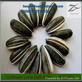24/64 Sunflower Seeds 5009 on Sale by Factory