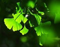 Ginkgo Biloba P.E.