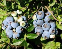 Bilberry P.E.